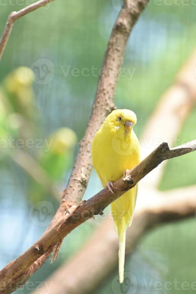 vivace pappagallo giallo in estate foto