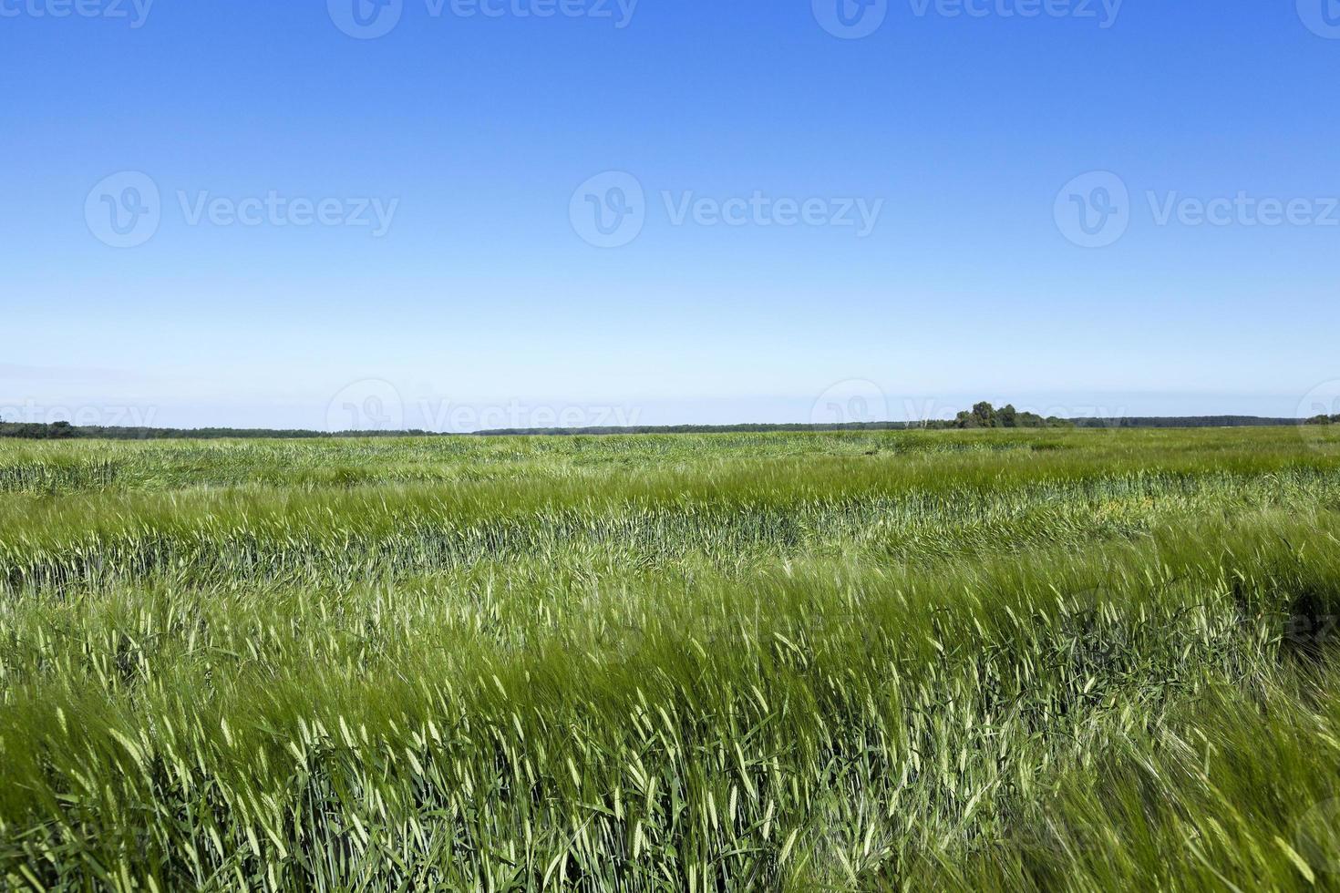 erba verde immatura foto