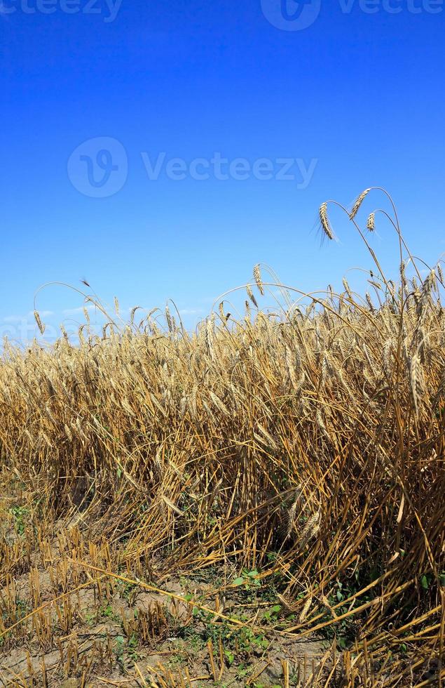 cereali durante la raccolta foto