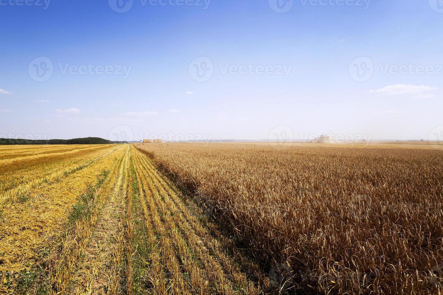 raccolta dei cereali foto