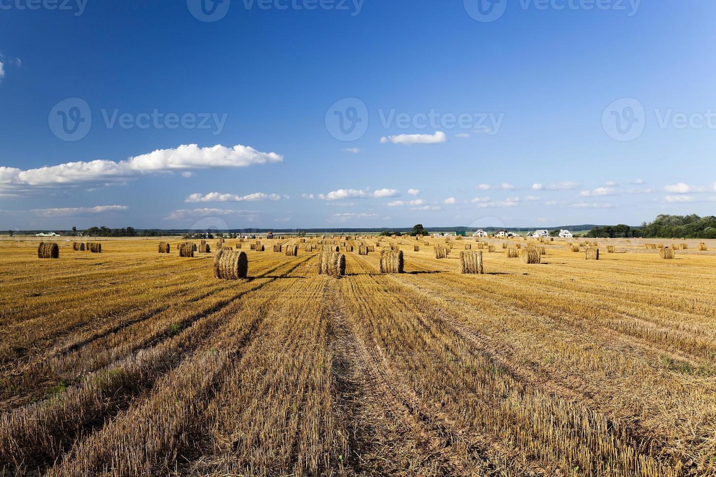 raccolta dei cereali. agricoltura foto