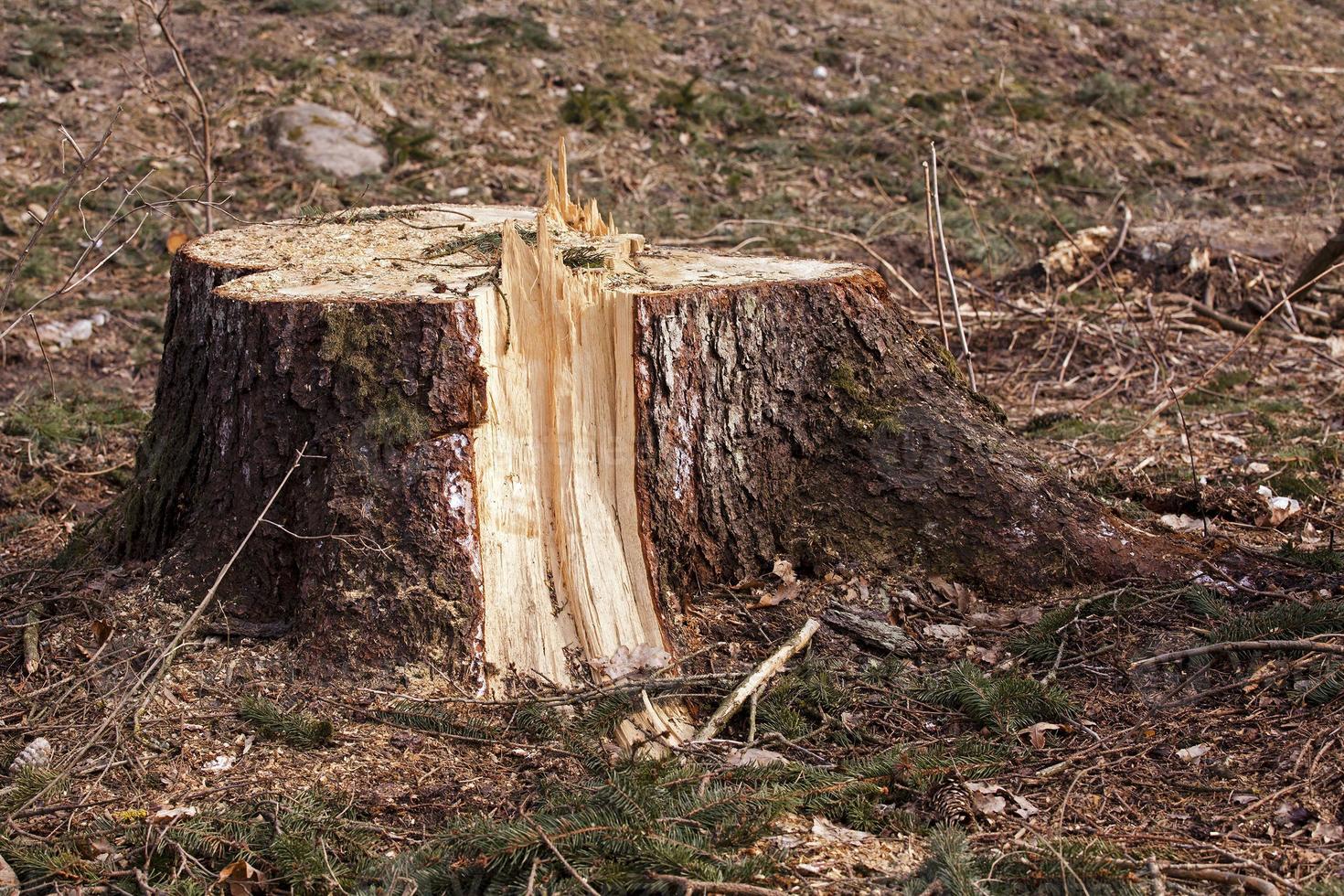 alberi di srubleenny. stub foto