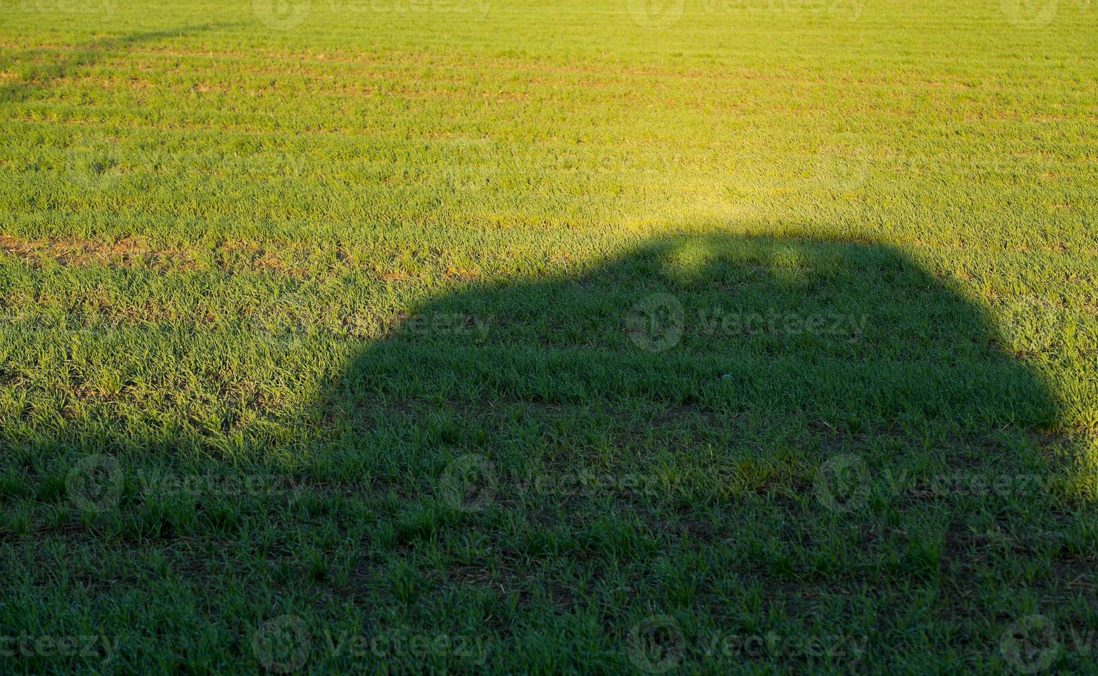 giovani piante di erba, primo piano foto