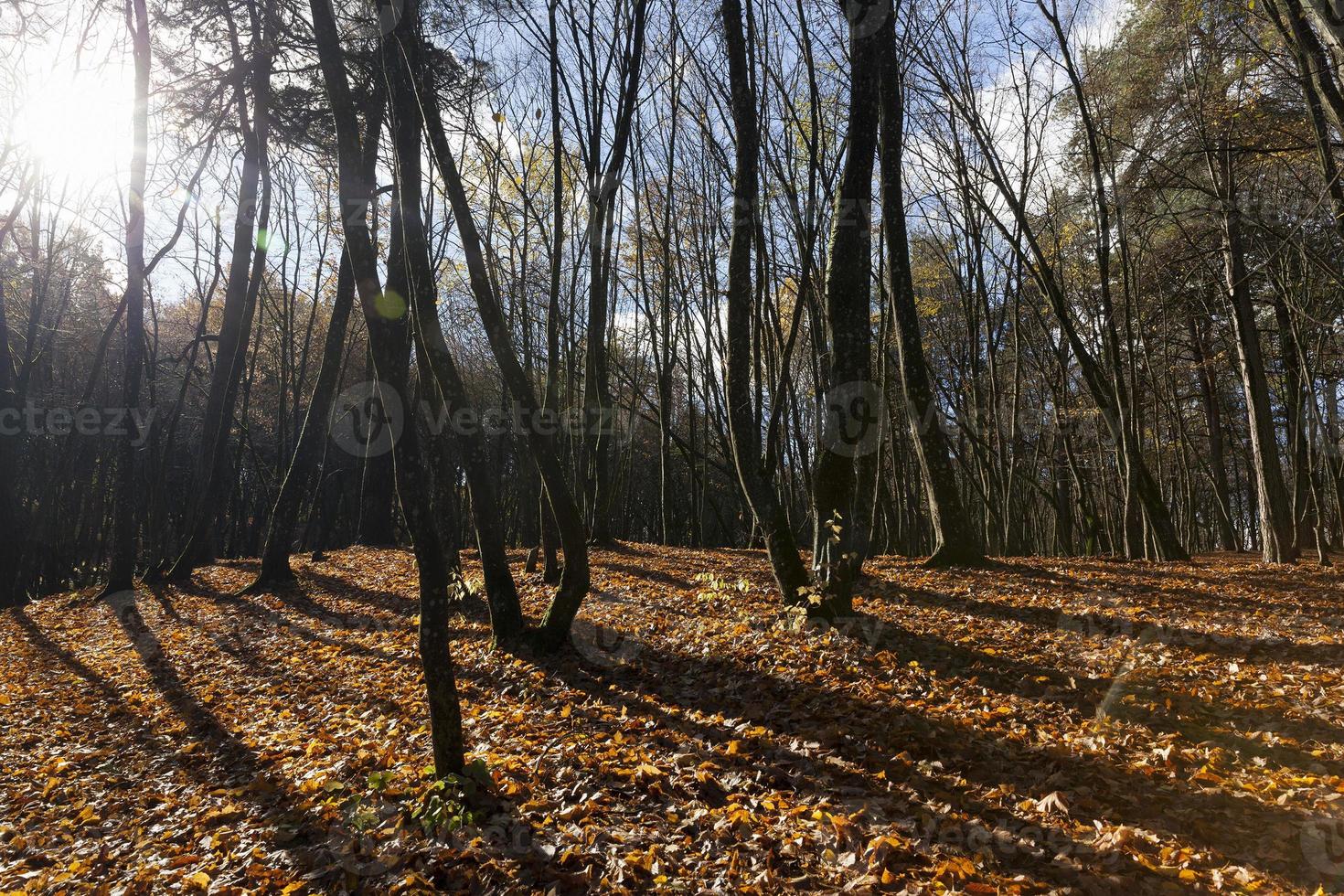 alberi spogli che crescono nel parco autunnale foto