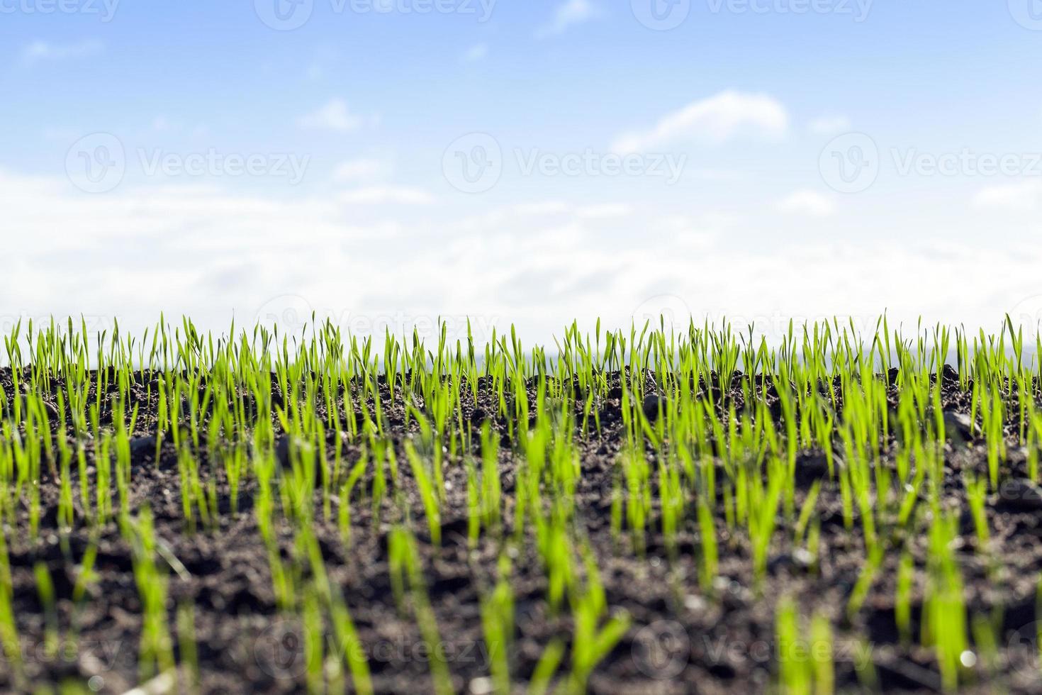 giovani germogli di grano foto