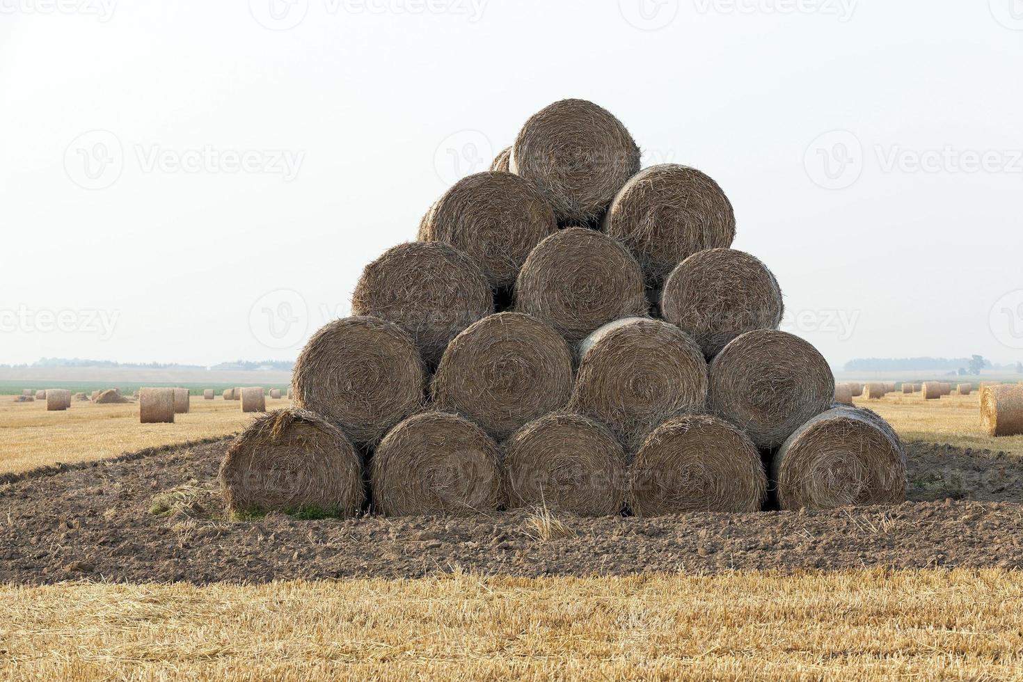 pila di paglia nel campo foto