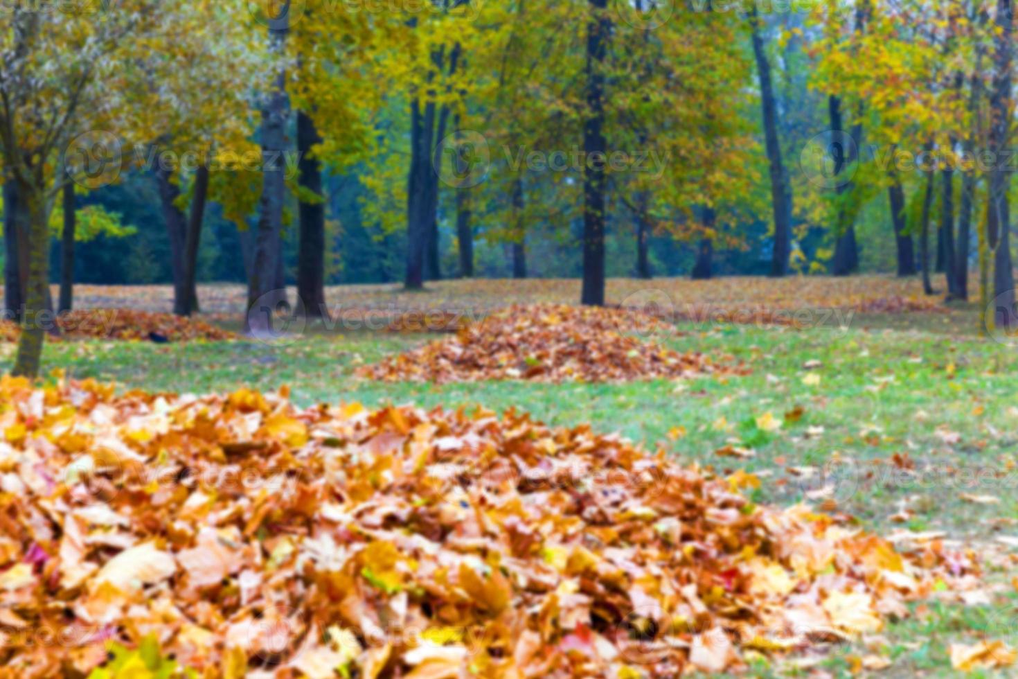 autunno nel parco foto