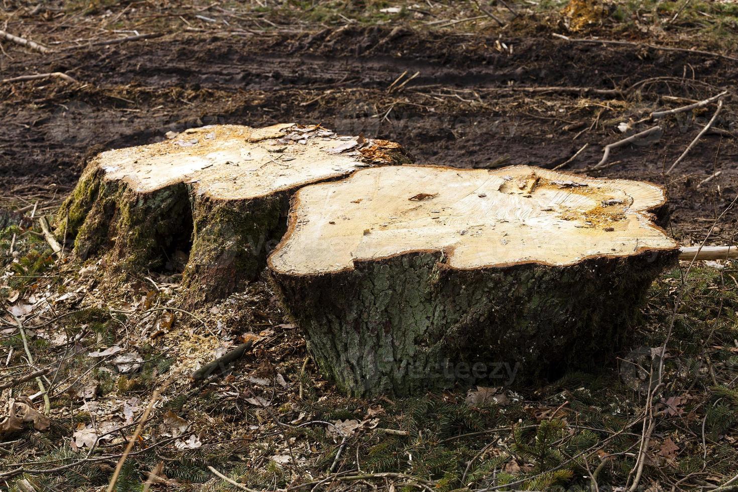 vecchi alberi da vicino foto