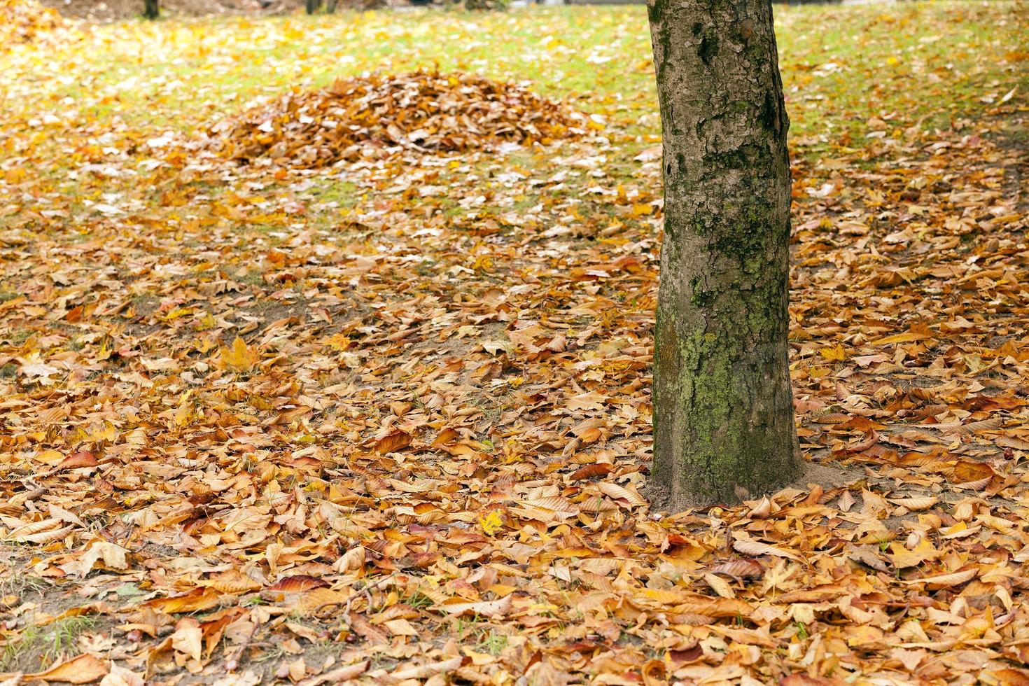 foglie cadute da vicino foto