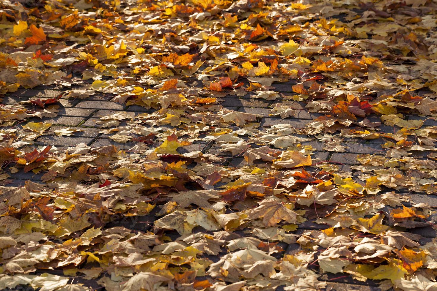 foglia d'acero caduta foto