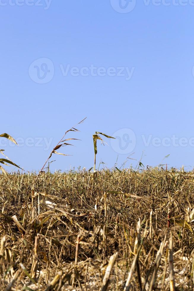 gambi di mais, primi piani foto