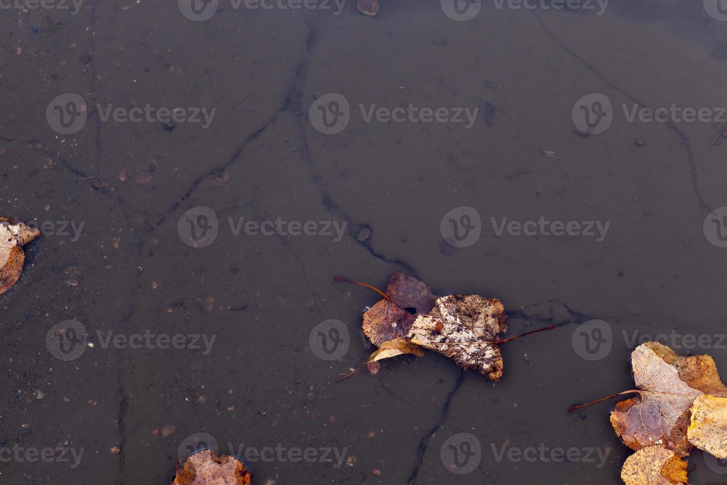 fango della pozzanghera, primo piano foto