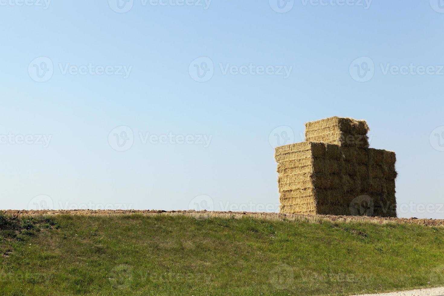 pila di paglia, grano foto