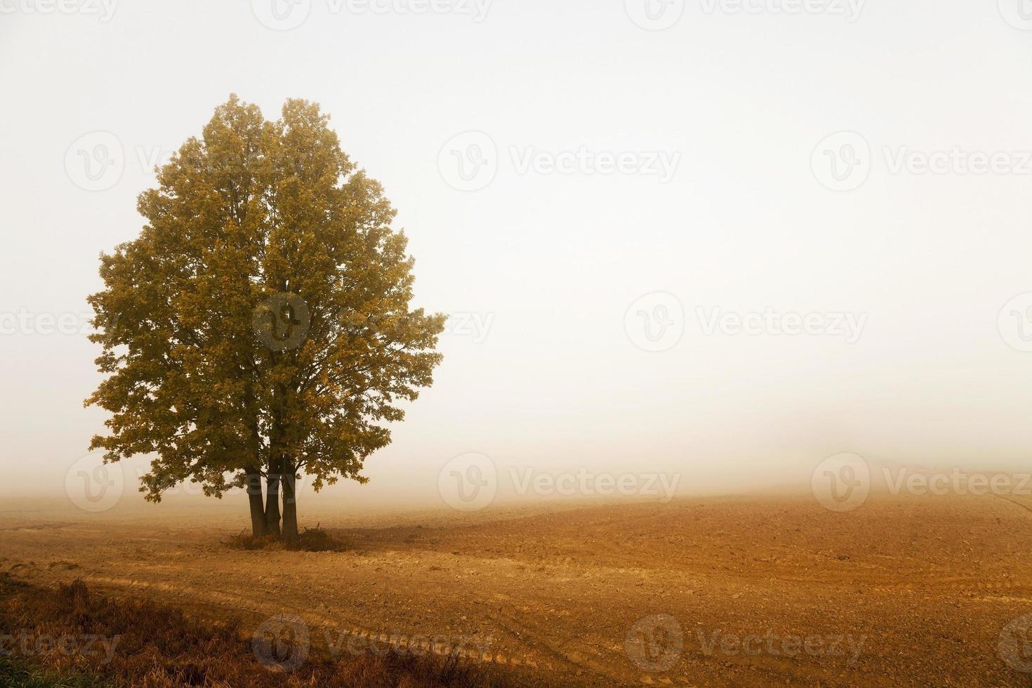 nebbia mattutina, autunno foto