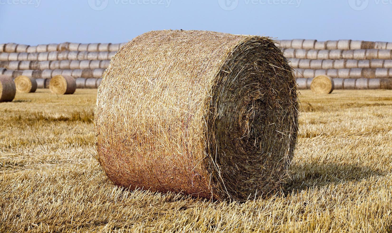 paglia nel campo foto