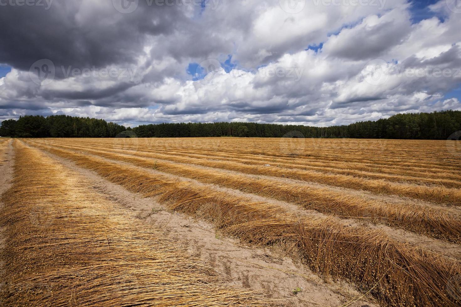 campo di lino, autunno foto