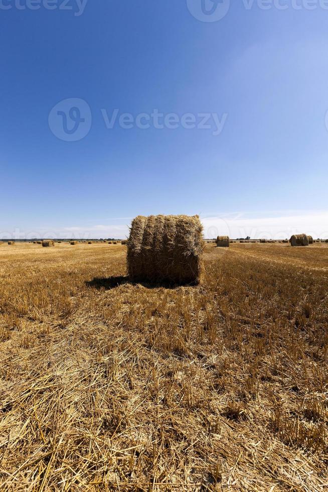 pagliai di paglia giacente nel campo agricolo dopo la raccolta di cereali foto