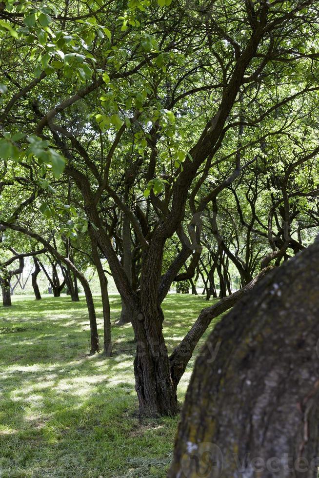 alberi verdi, parco foto