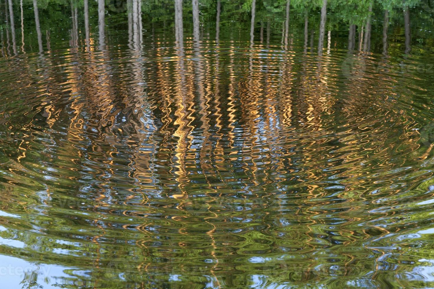 pino riflesso, primo piano foto