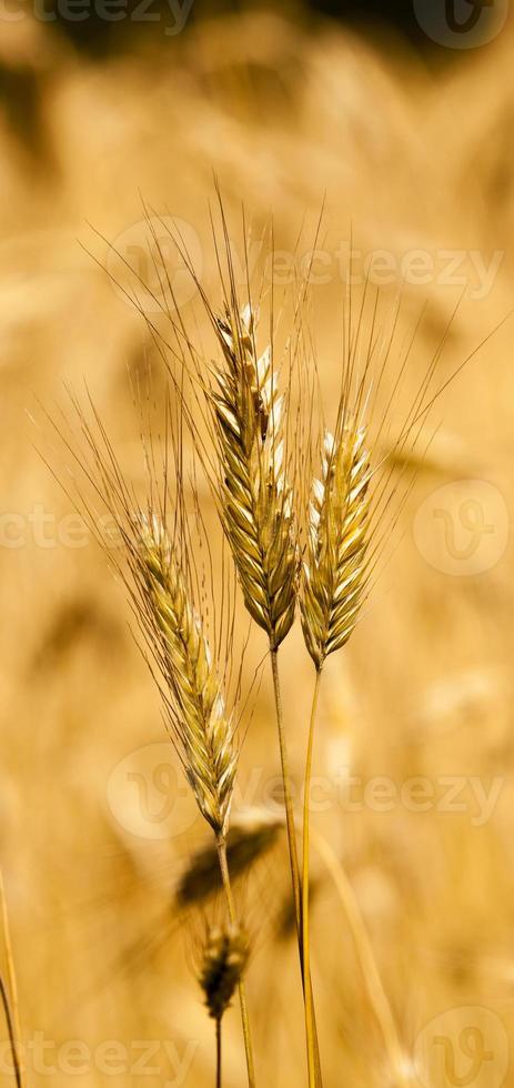 spighe di grano da vicino foto