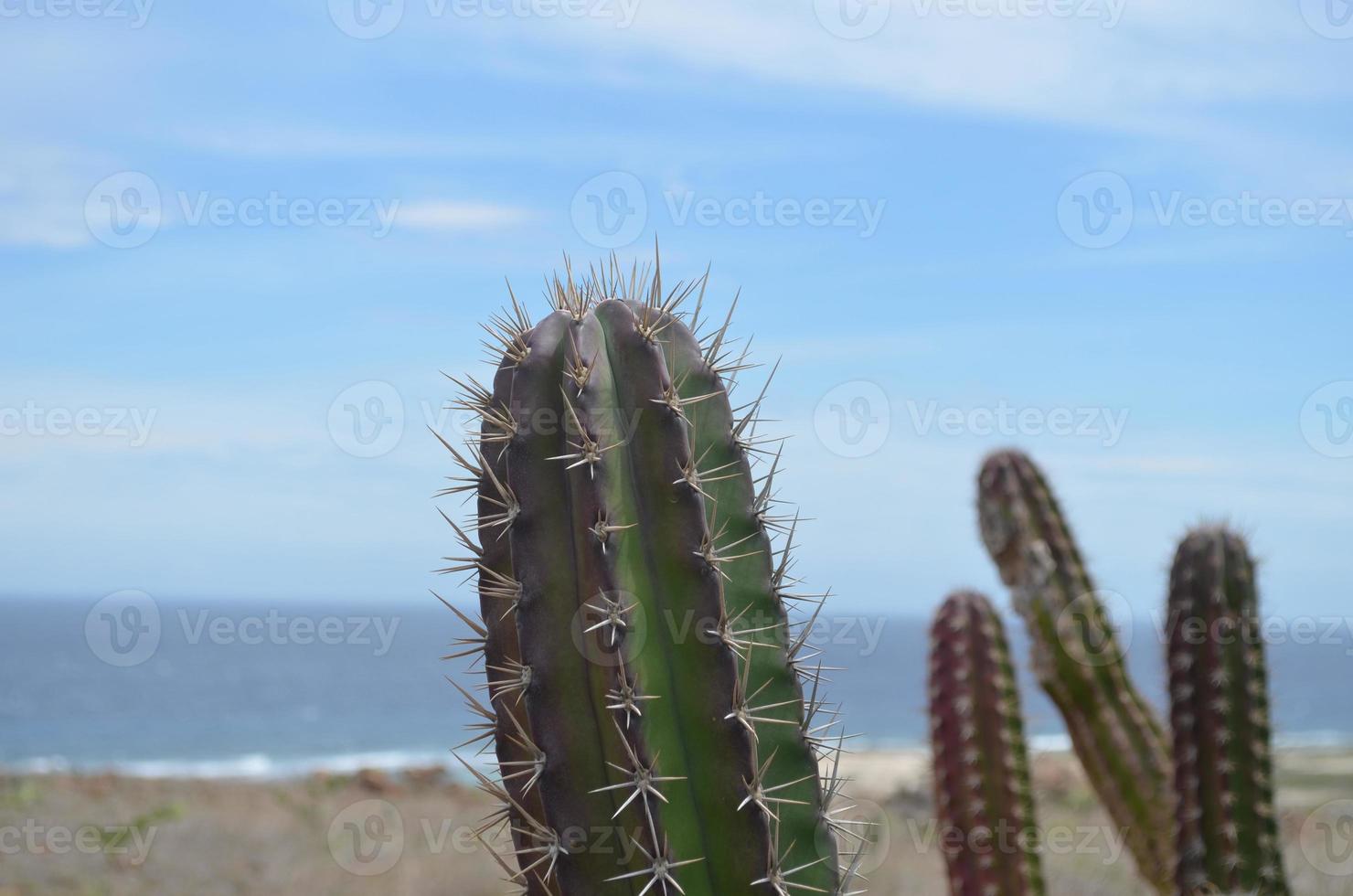 adorabile cactus del deserto ad aruba accanto all'oceano foto