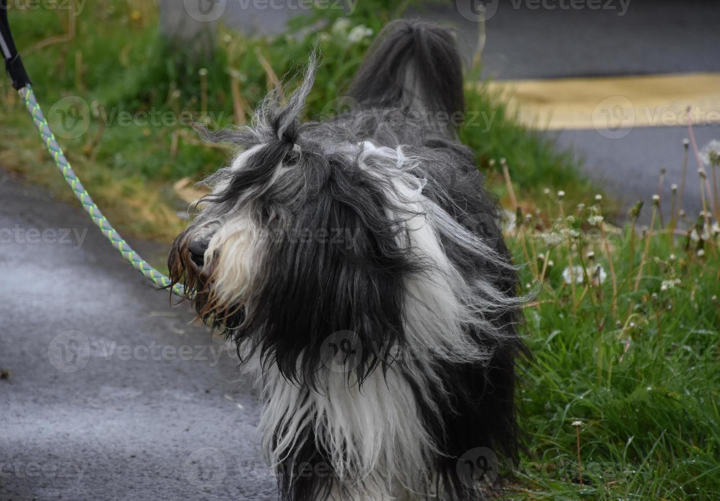 cane da gregge collie barbuto con pelo lungo che pende foto