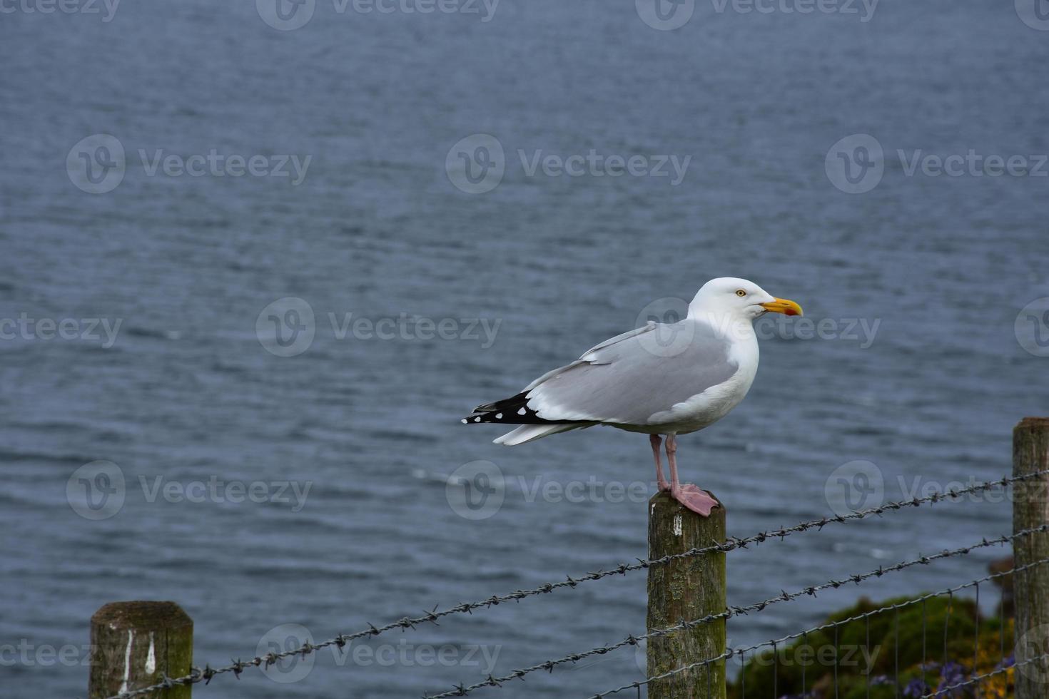 gabbiano bianco e grigio appollaiato lungo una recinzione sulla costa foto