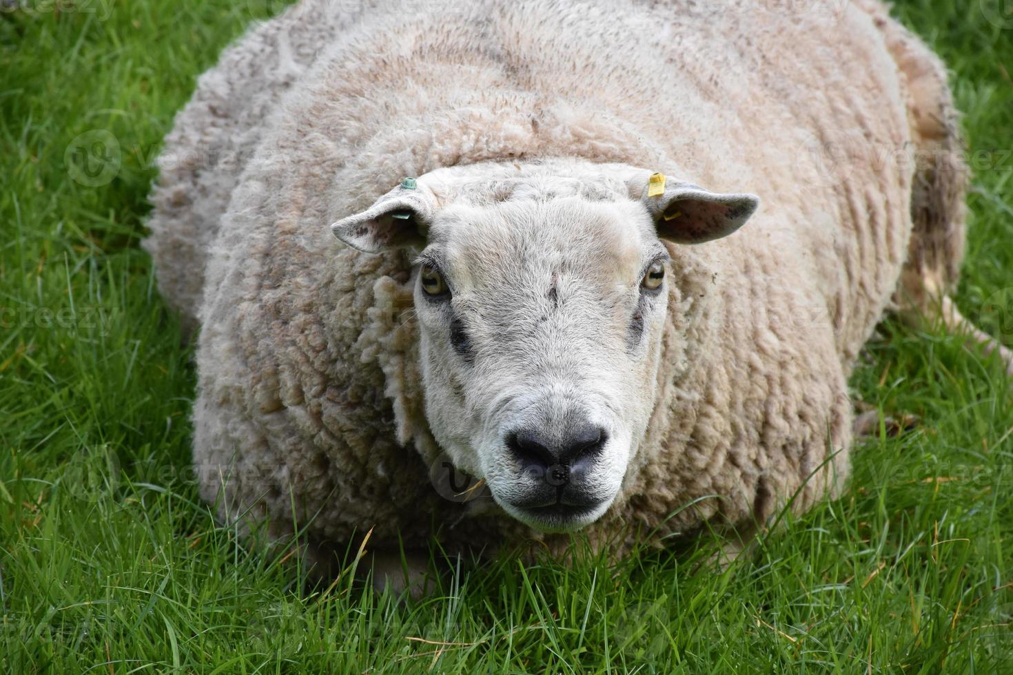 pecore sovrappeso che riposano in un campo di erba foto