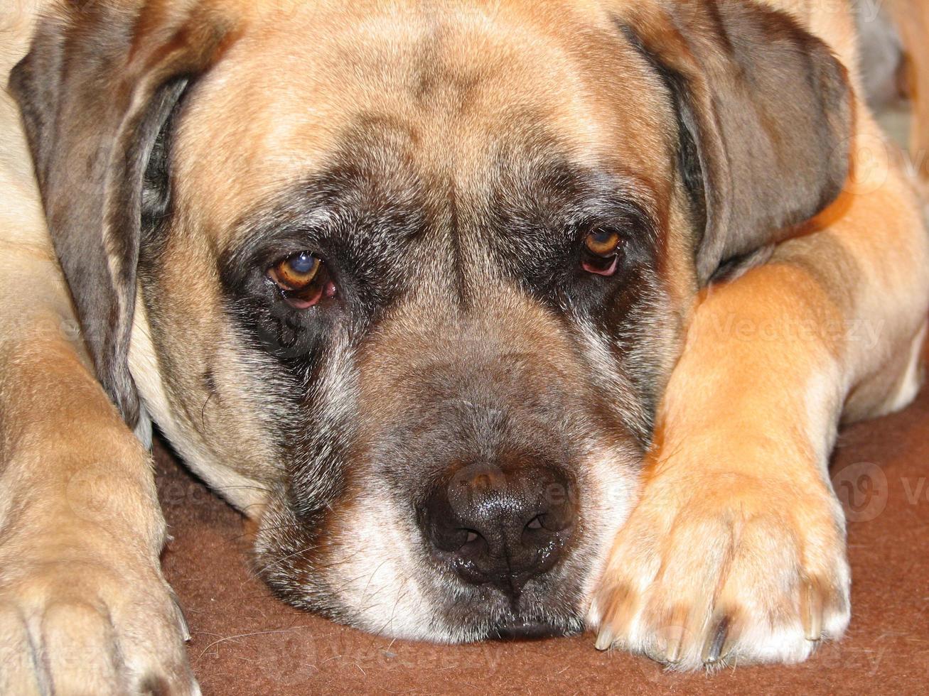 cane mastino inglese a riposo foto