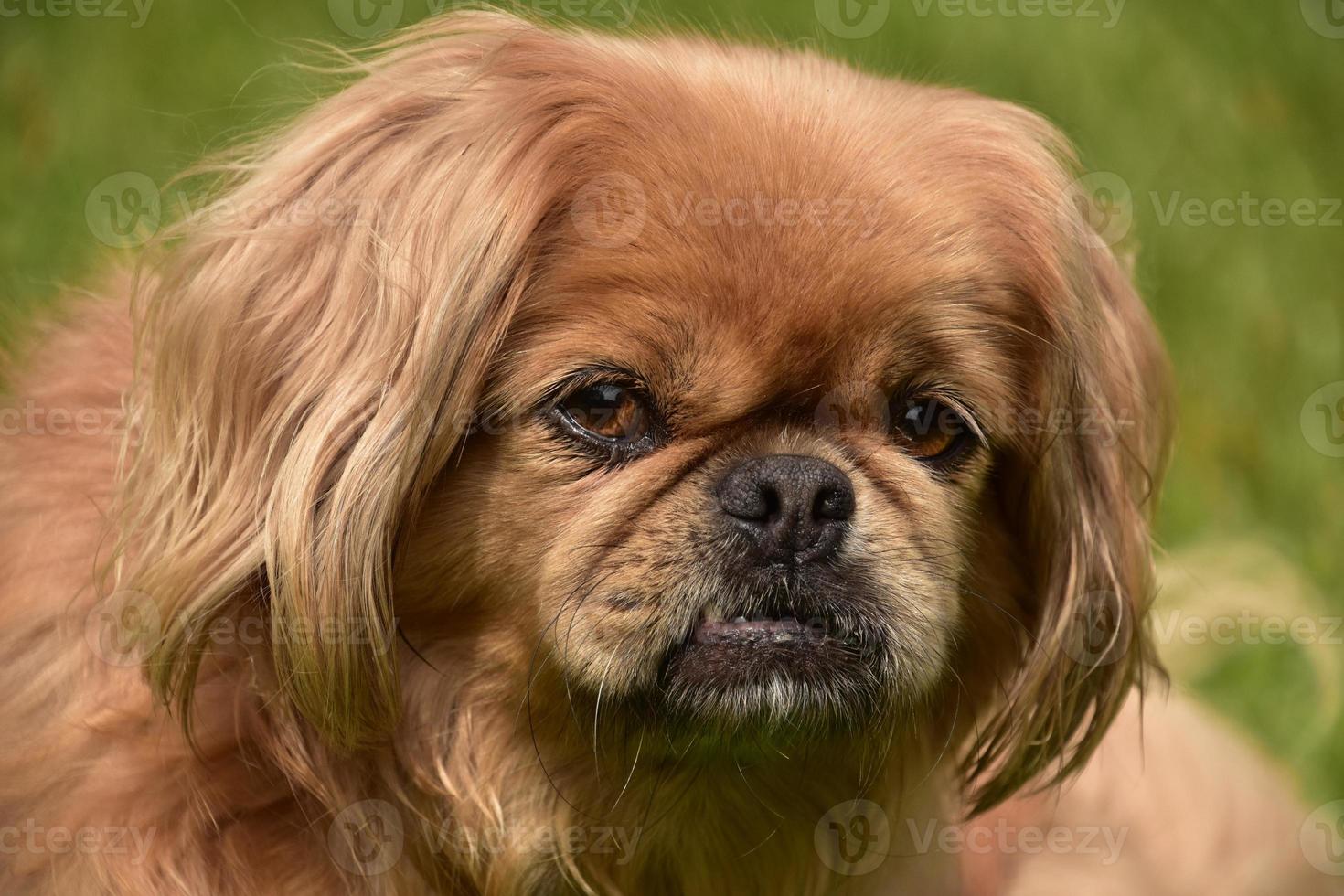 bel viso di un cucciolo di cane pechinese foto