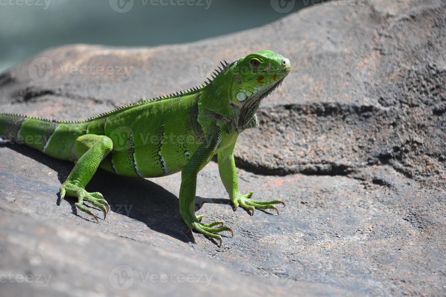 iguana verde lime brillante su una grande roccia foto