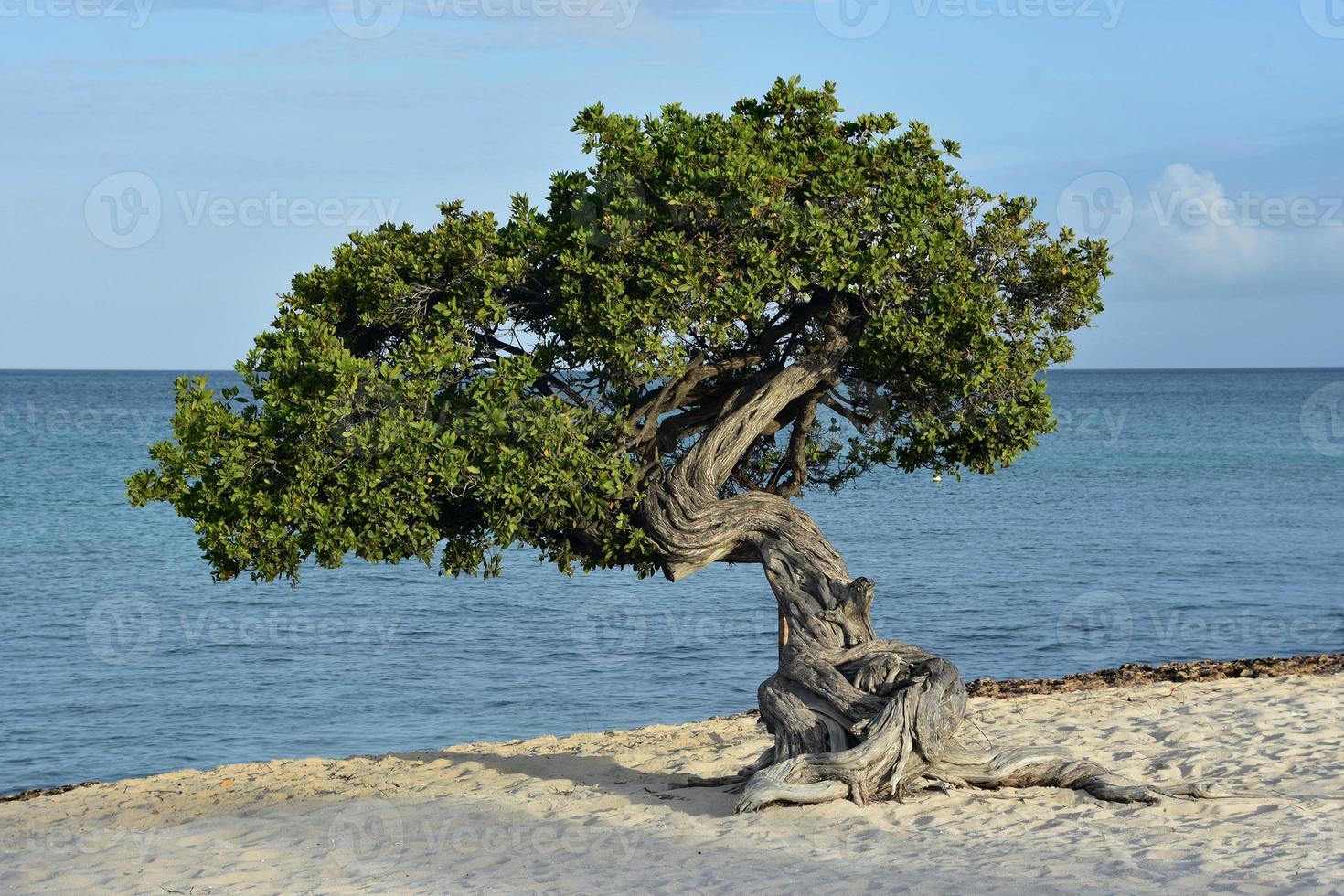 albero divi contorto piegato dagli alisei foto