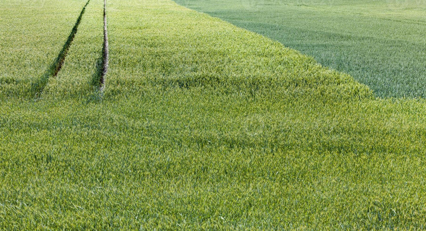 grano e segale foto