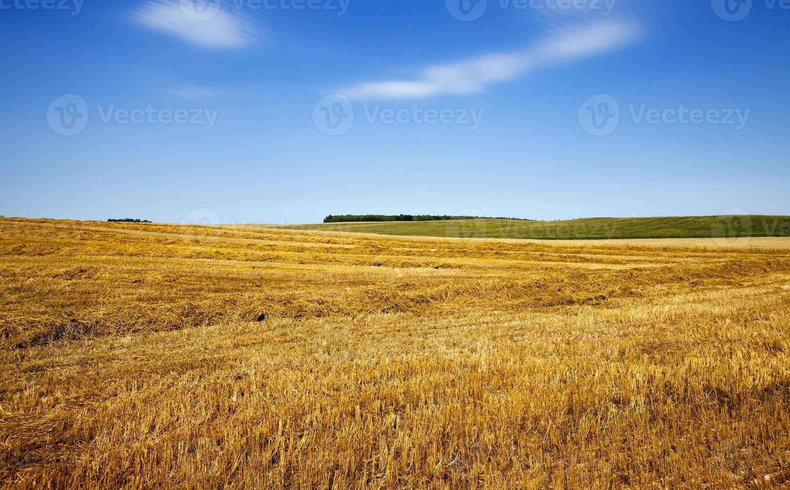 raccolta in un campo foto