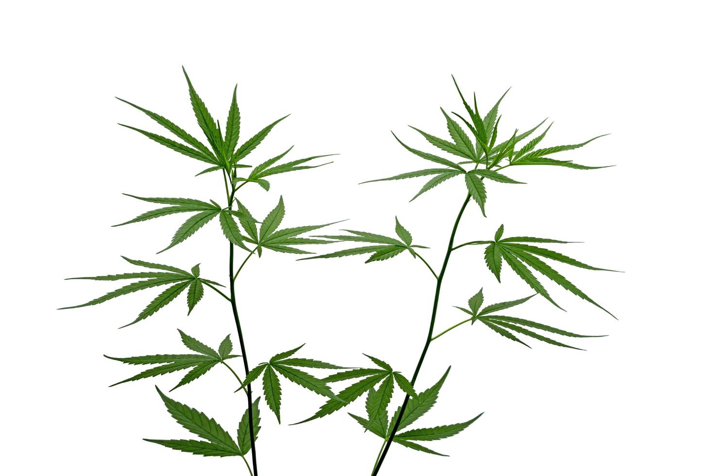 giovani foglie di canapa o cannabis su sfondo bianco. focalizzazione morbida. foto