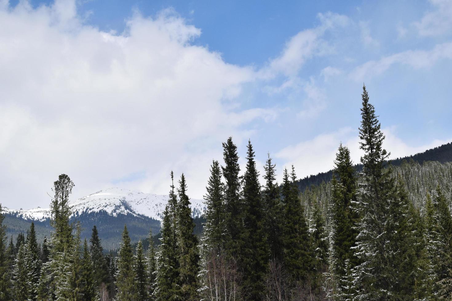 la natura della Siberia orientale. taiga. territorio di Krasnojarsk foto