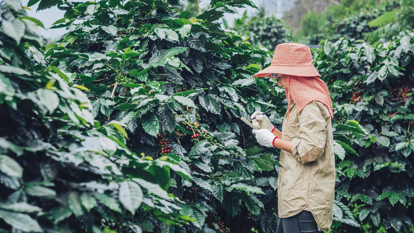 giardinieri che tengono un taccuino e studiano le piante del caffè, i chicchi di caffè e la raccolta. foto