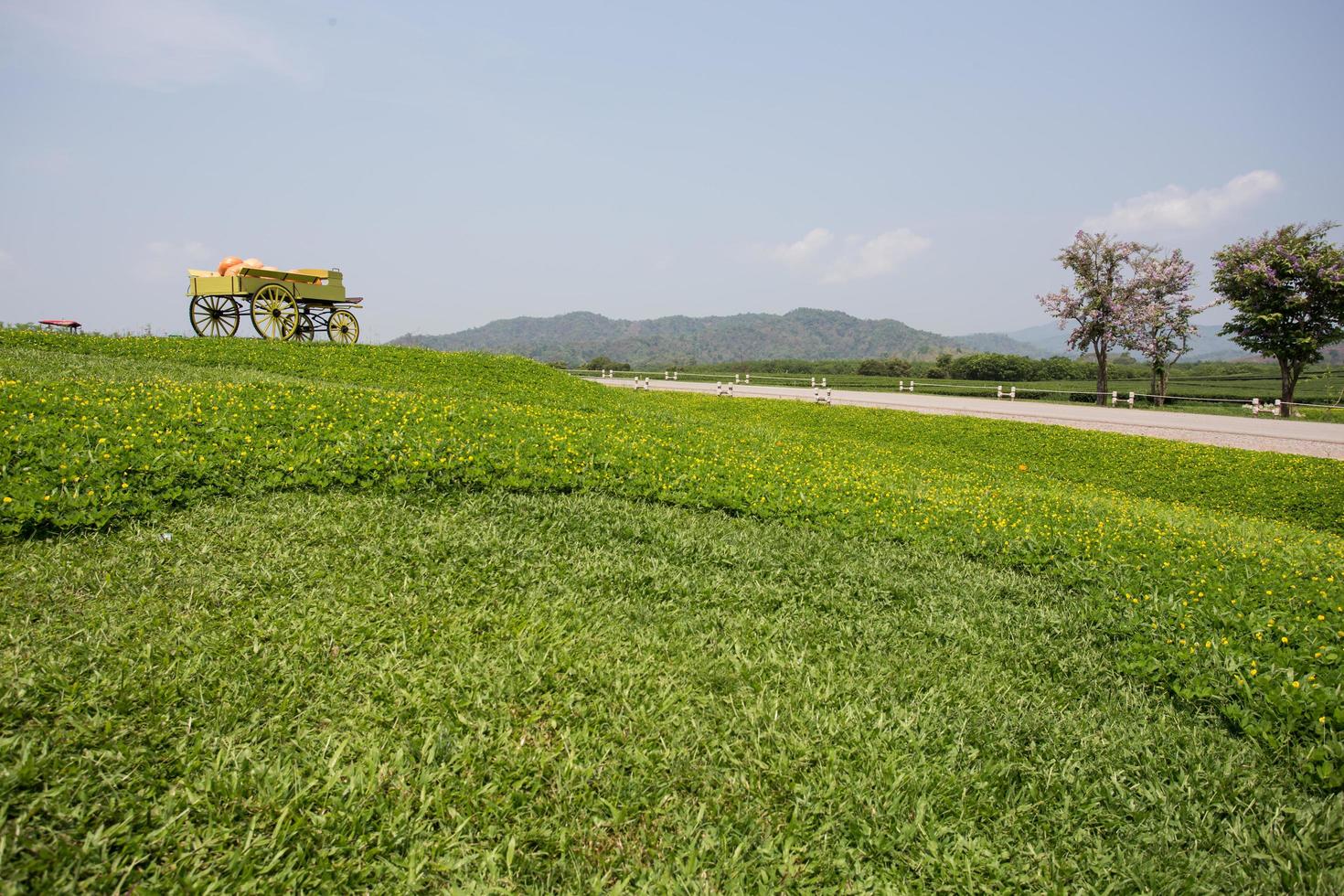 carro pieno di zucche in fattoria foto