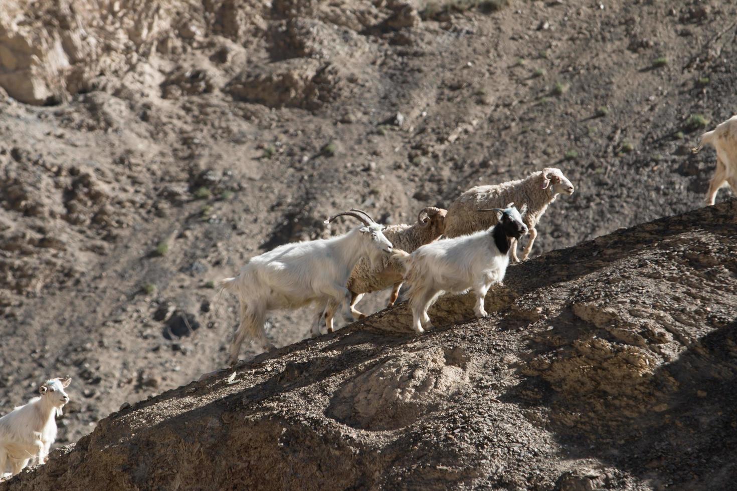 capre sulla roccia alla terra della luna lamayuru ladakh, india foto