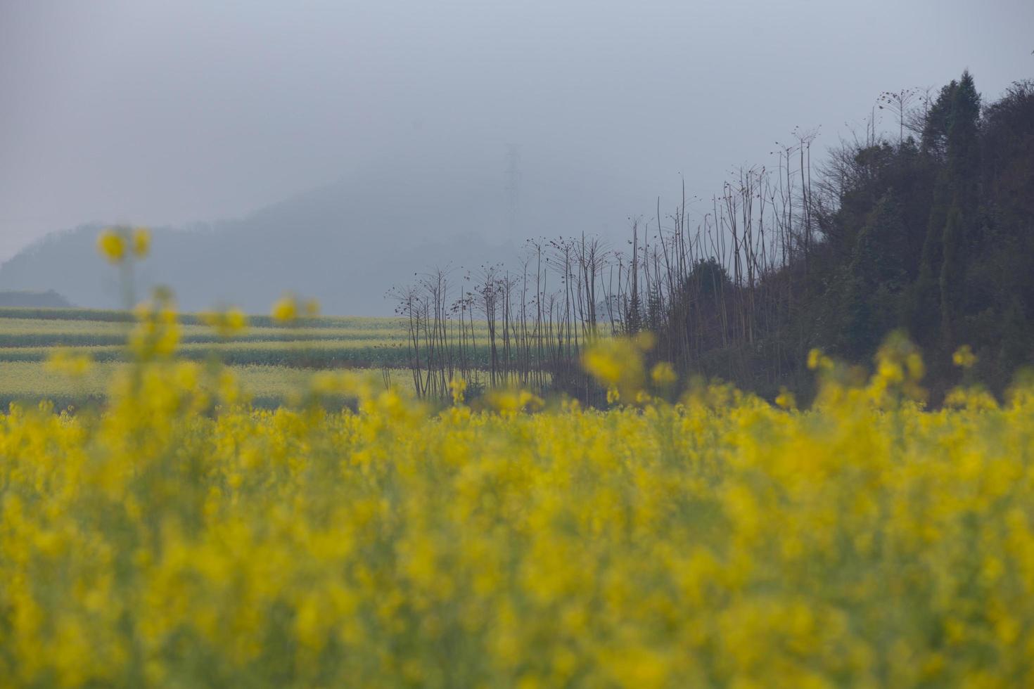 campo di fiori di colza giallo con la nebbia a luoping, cina foto
