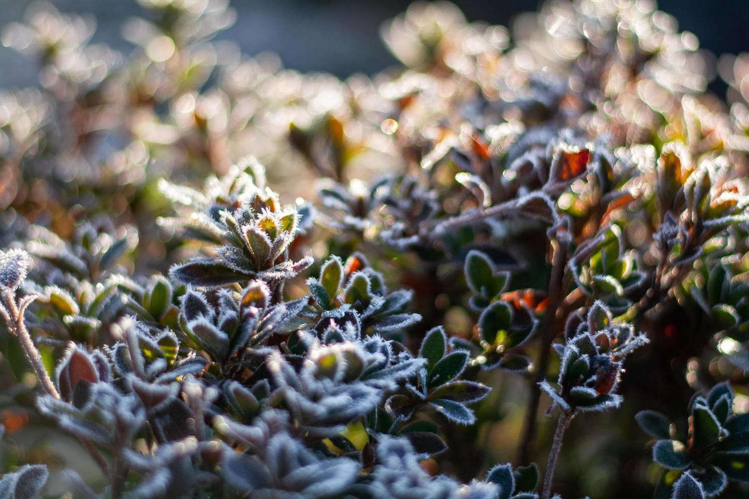 piante ghiacciate invernali foto