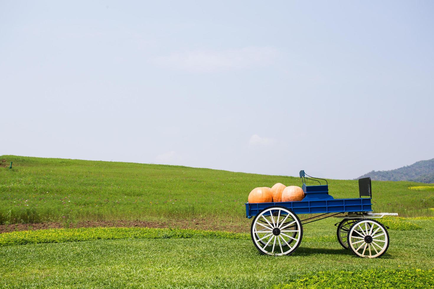 carro pieno di zucche in fattoria foto