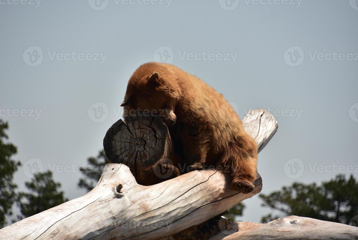 appoggiato orso nero bruno su un tronco foto