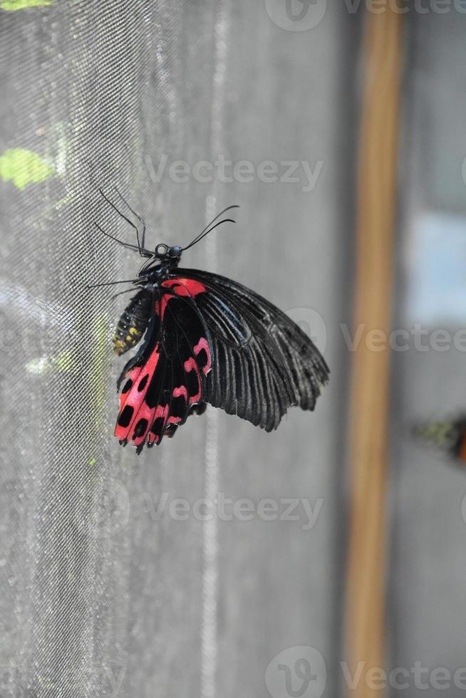 farfalla rossa e nera aggrappata a uno schermo foto