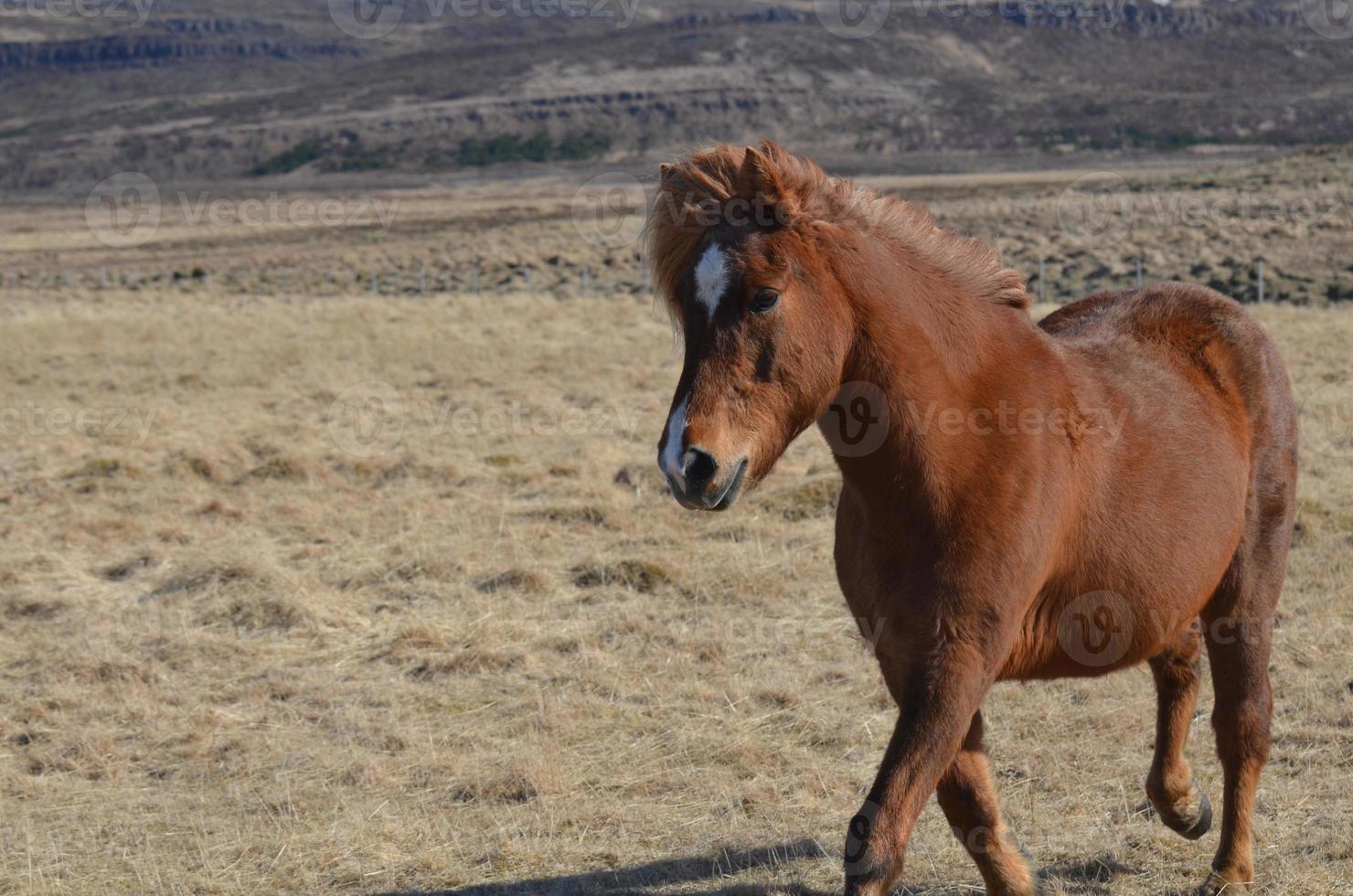 trotto ippocastano in un campo foto