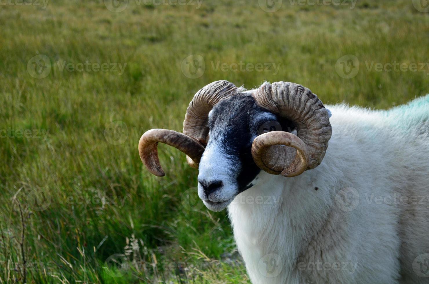 grandi pecore cornute nei campi in Scozia foto