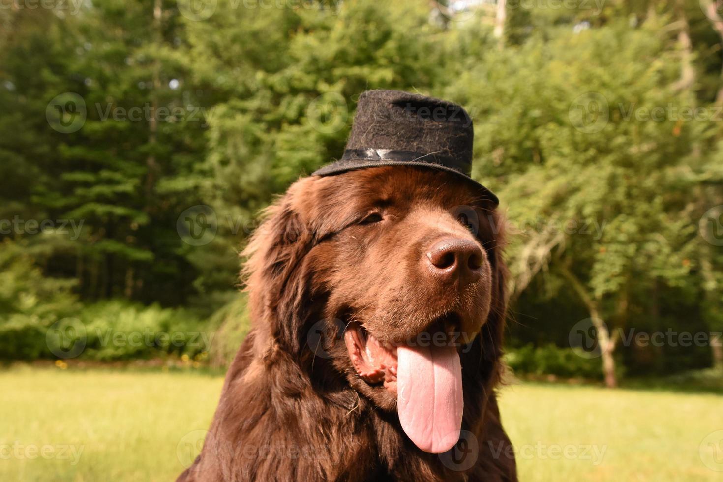 cane terranova marrone dalla faccia buffa con una grande lingua e cappello foto