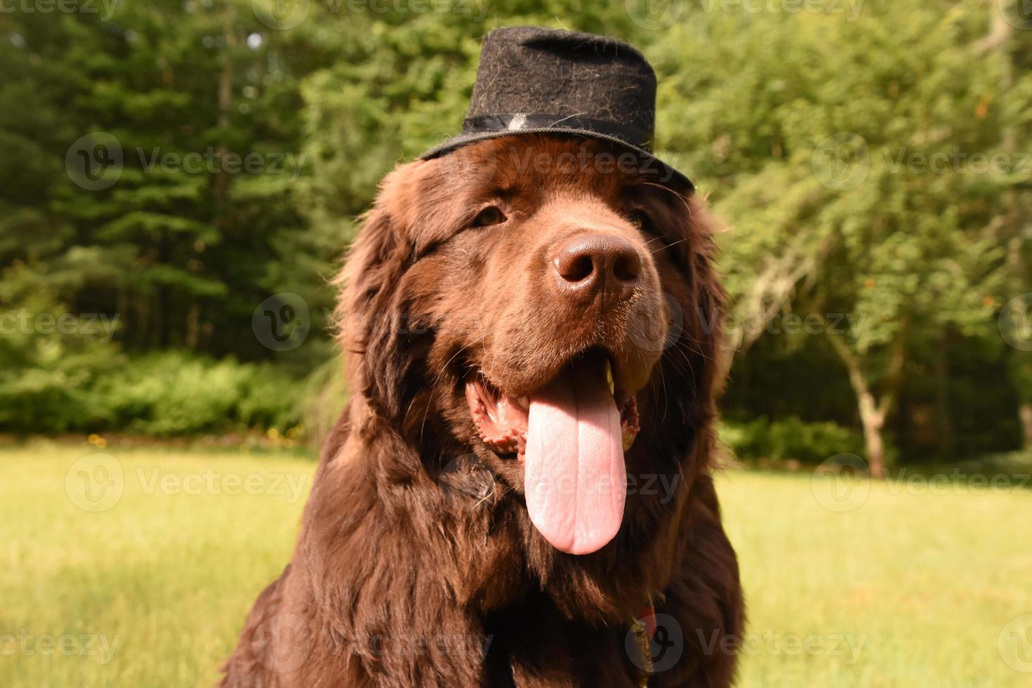 sciocco cane terranova marrone con un cappello a cilindro nero foto