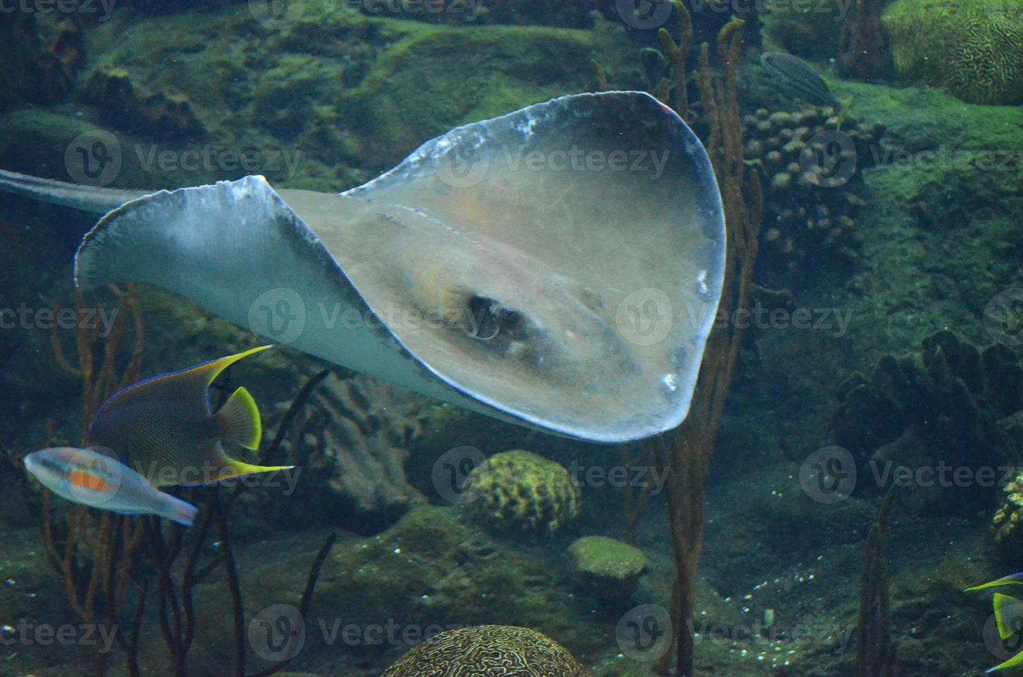 pastinaca che si muove lungo il fondo dell'oceano ai tropici foto