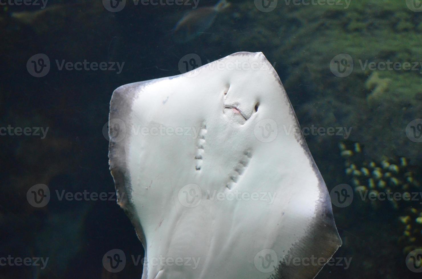 parte inferiore bianca morbida di un raggio sott'acqua foto